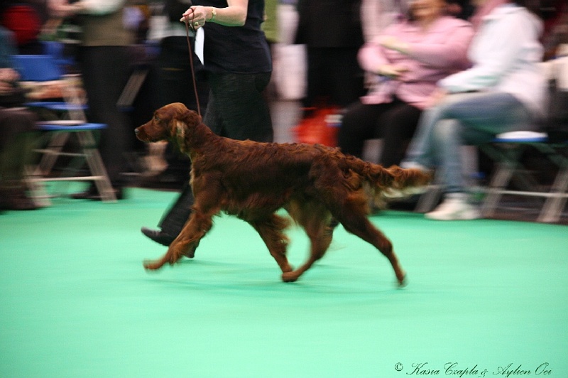 Crufts2011 288.jpg